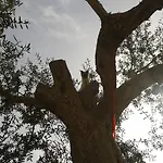 Il Nocleg ze śniadaniem SantʼAgata sui Due Golfi